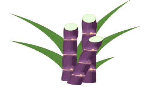 അന്യംനിന്ന കരിമ്പുകൃഷിക്ക്  പുനർജീവനം