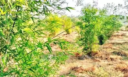 കൊളവള്ളിയിലെ മുളന്തോട്ടം കൊളവള്ളിയിലെ മുളന്തോട്ടം