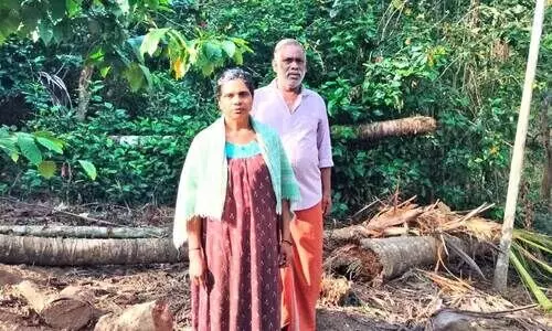 wild elephant menace wild elephant menace