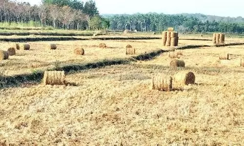 വയ്ക്കോൽ