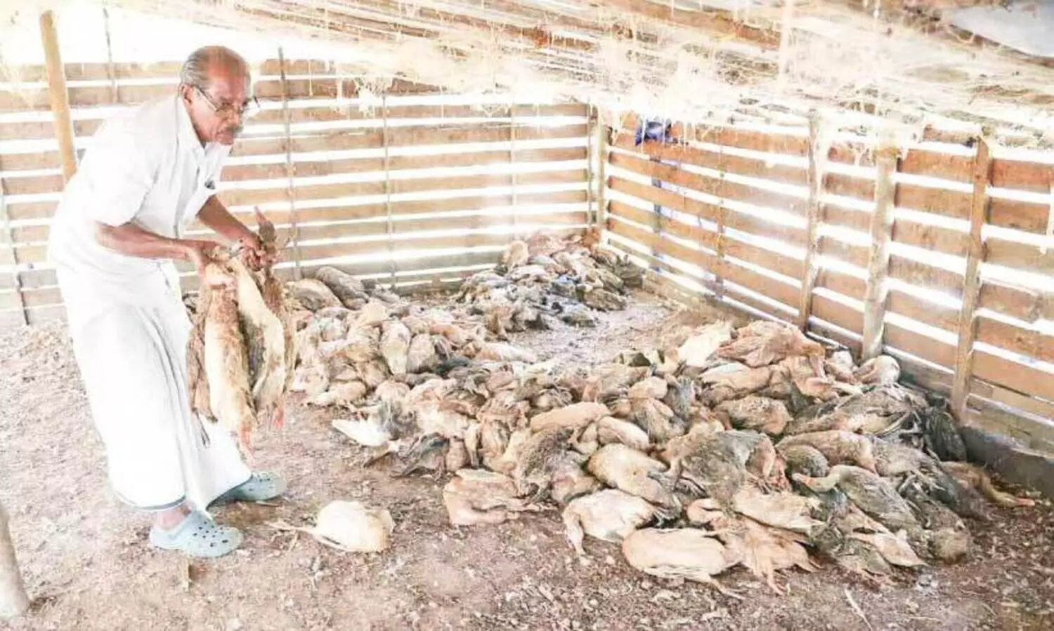 താ​റാ​വി​ൻ കൂ​ട്ടം