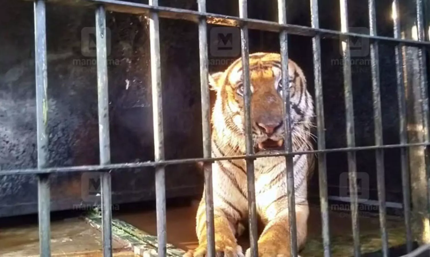 കടുവകൾ കാടിറങ്ങുന്നത് കാടിന്‍റെ സന്തുലിതാവസ്ഥയിലുള്ള മാറ്റമാണെന്ന് എ.കെ. ശശീന്ദ്രൻ