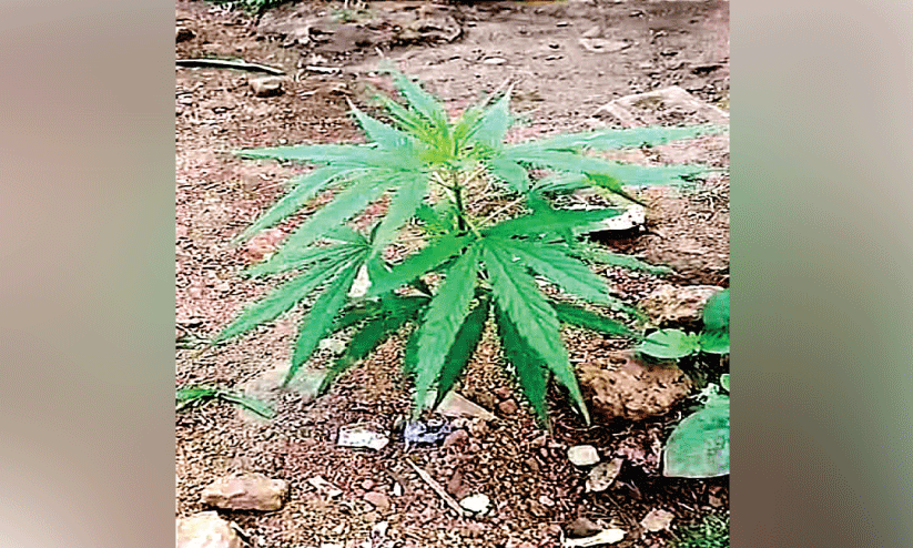 മണ്ണംപേട്ടയിൽ റോഡരികിൽ കഞ്ചാവ് ചെടി