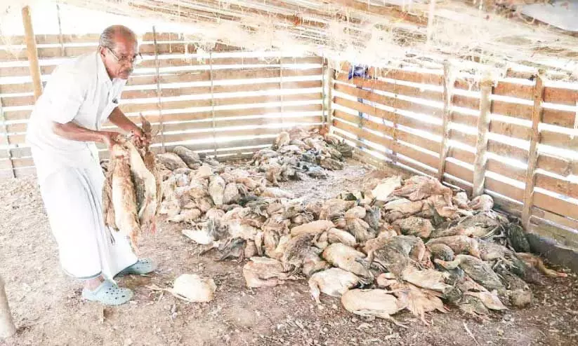 താ​റാ​വി​ൻ കൂ​ട്ടം