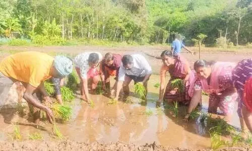 നെ​ൽ​കൃ​ഷി