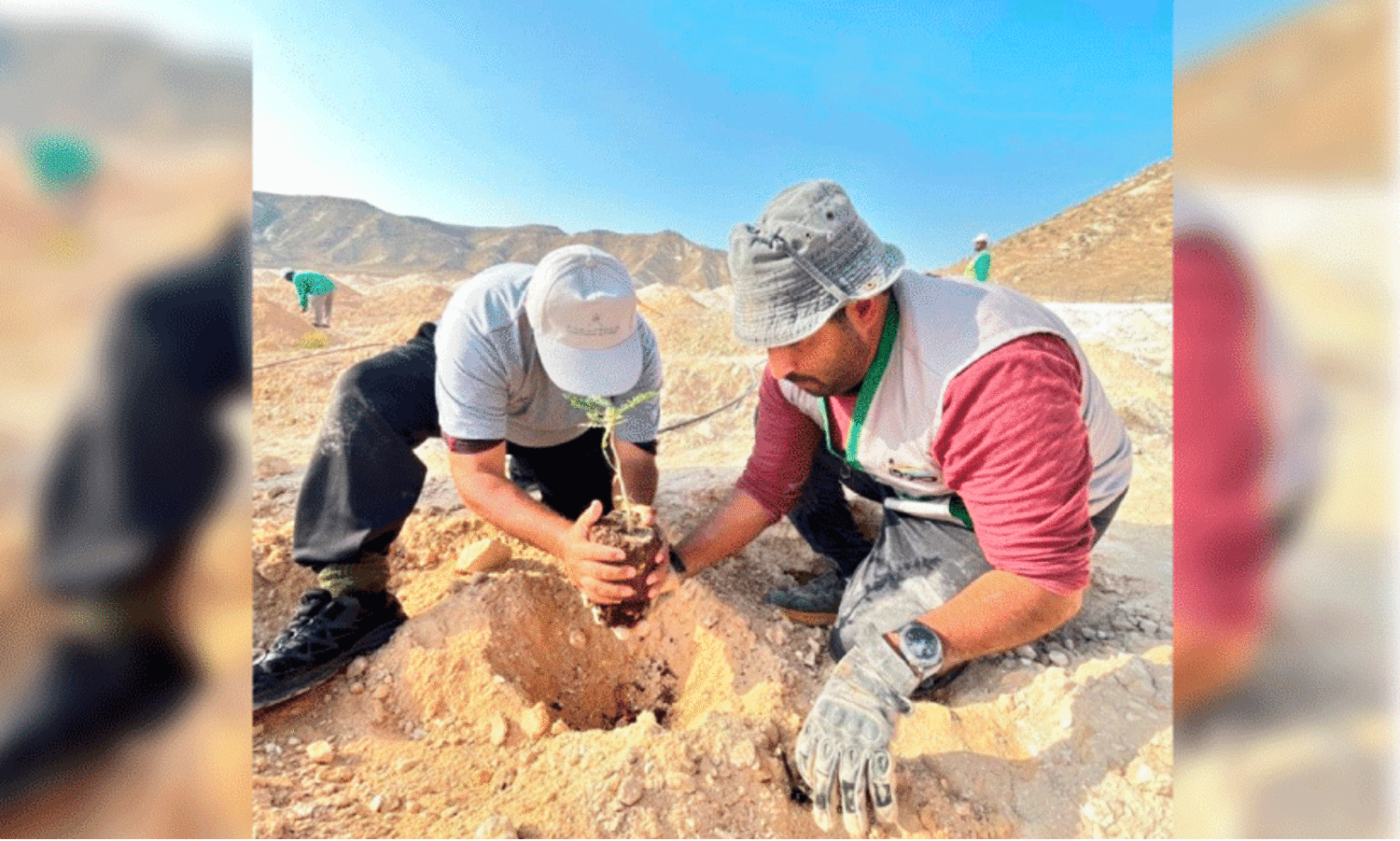 planting saplings at salalah