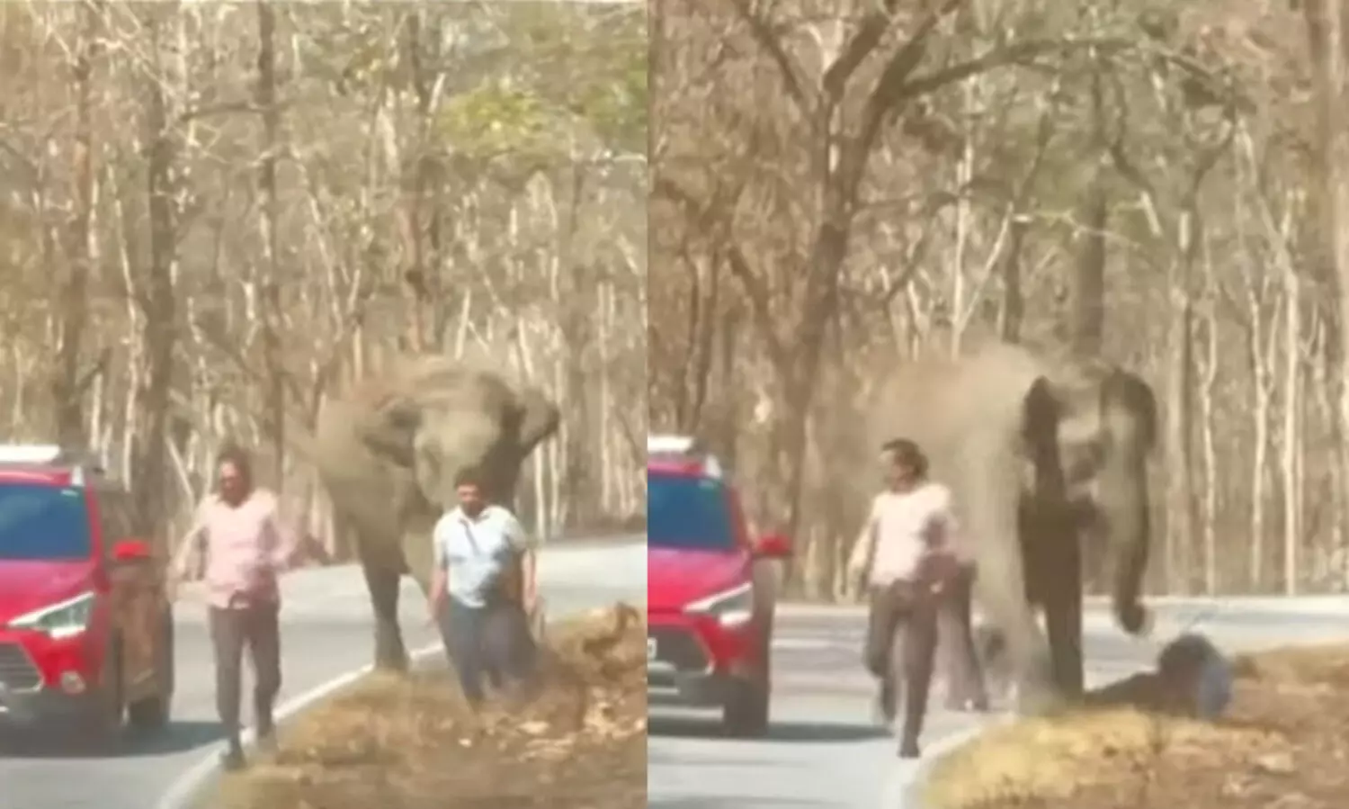 മുത്തങ്ങ‍യിൽ കാറിൽ നിന്നിറങ്ങിയവർ കാട്ടാനയുടെ ആക്രമണത്തിൽനിന്ന് രക്ഷപ്പെട്ടത് തലനാരിഴക്ക്