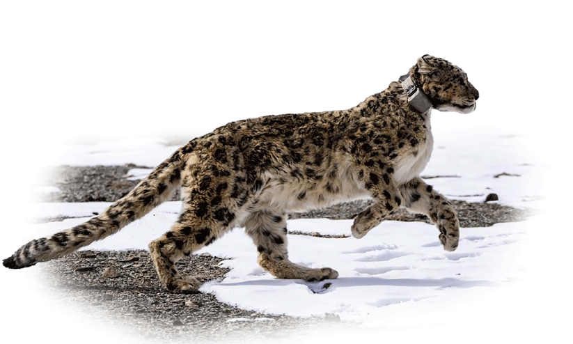 ഹിമപ്പുലികൾ 718 ഹിമപ്പുലികൾ 718