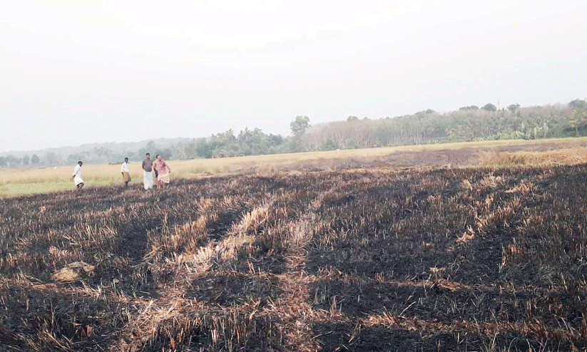 കൊയ്ത്തിന്​ പാകമായ പാടം കത്തി നശിച്ചു
