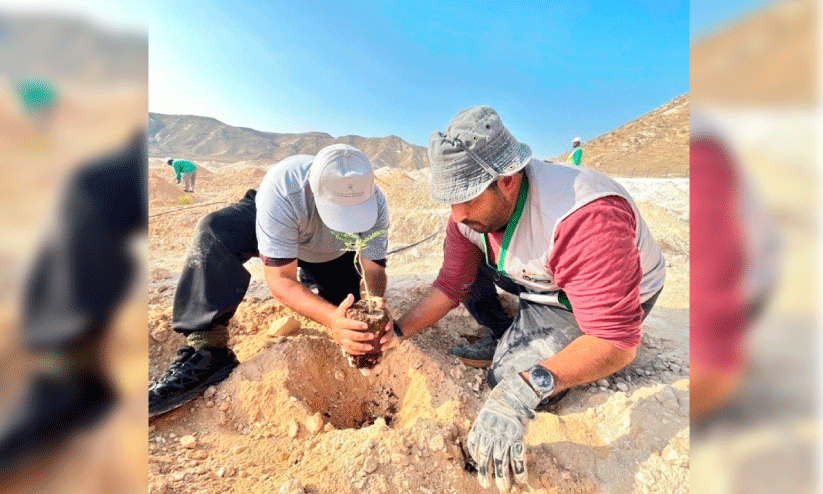 planting saplings at salalah
