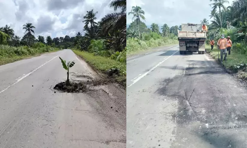 Planting Banana Tree in Pothole