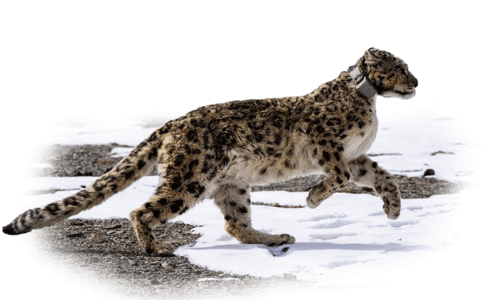 ഹിമപ്പുലികൾ 718 ഹിമപ്പുലികൾ 718