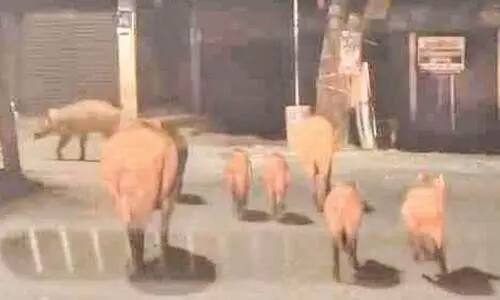 കാ​ട്ടു​പ​ന്നി​ക്കൂ​ട്ടം