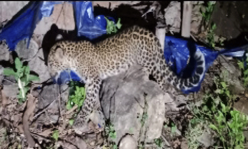 പുള്ളിപ്പുലി ടാർപോളിൻ ഷീറ്റിൽ കുടുങ്ങി