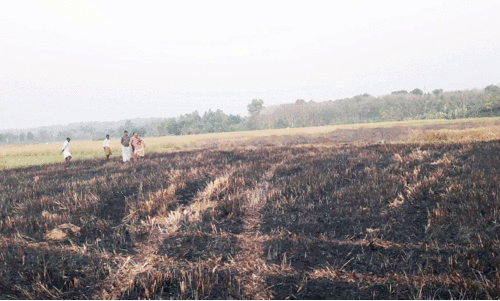 കൊയ്ത്തിന്​ പാകമായ പാടം കത്തി നശിച്ചു
