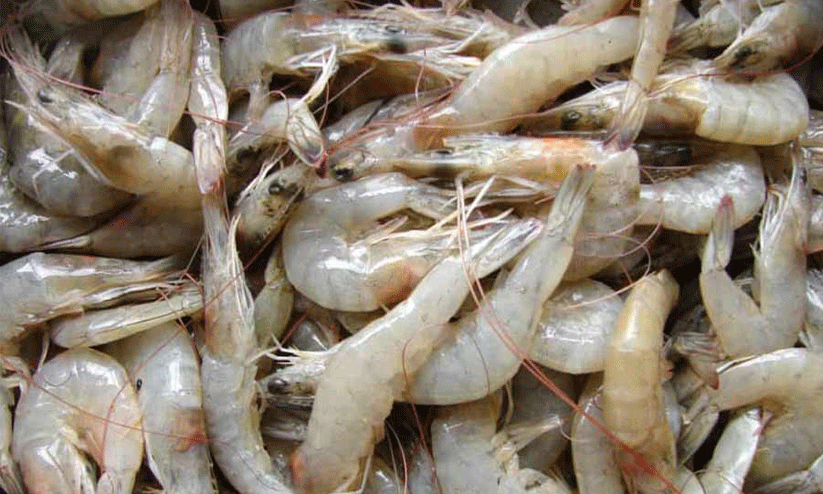 shrimp fishing
