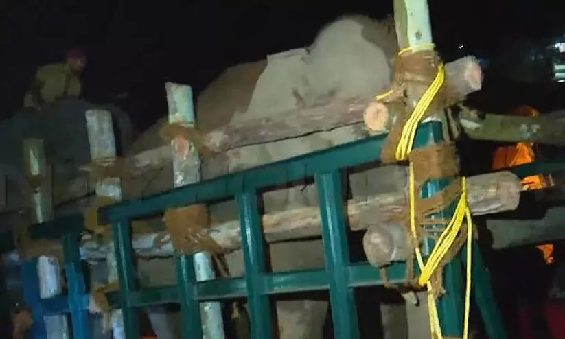 തണ്ണീർക്കൊമ്പൻ ദൗത്യം വിജയം; മയക്കുവെടിവെച്ചു പിടികൂടിയ ആനയെ ബന്ദിപ്പൂരിലേക്ക് മാറ്റി