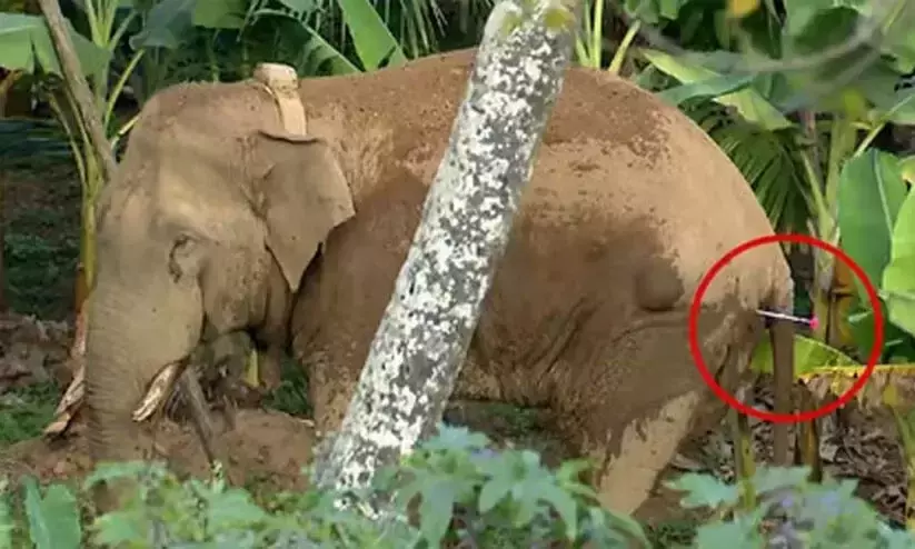 ആനയെ ധിറുതിപ്പെട്ട് മാറ്റേണ്ടിയിരുന്നില്ലെന്ന്  കർണാടക വനംവകുപ്പ്