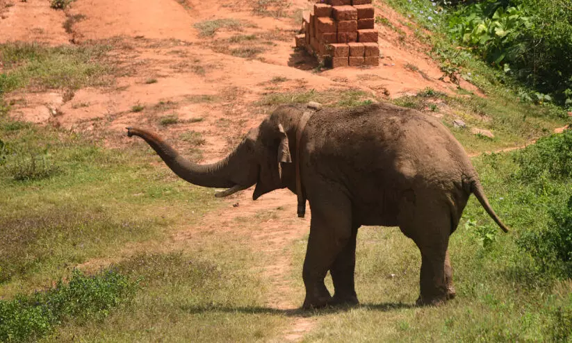 ഇന്നലെ നാടിനെ വിറപ്പിച്ചു; ഇന്ന് കണ്ണീർ കൊമ്പൻ ഇന്നലെ നാടിനെ വിറപ്പിച്ചു; ഇന്ന് കണ്ണീർ കൊമ്പൻ