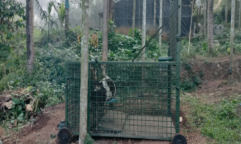 പു​ൽ​പ​ള്ളി​യി​ൽ വീ​ണ്ടും ക​ടു​വ​യി​റ​ങ്ങി