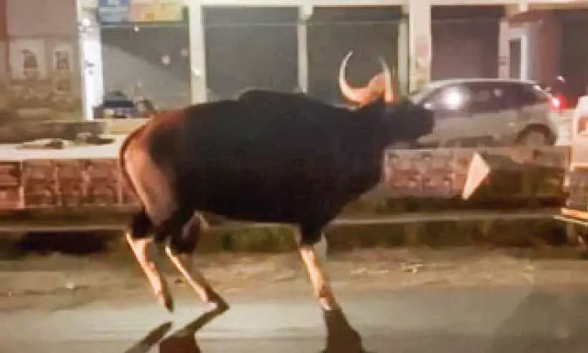 കാട്ടുപോത്ത് കാട്ടുപോത്ത്