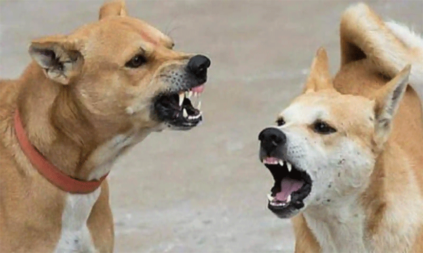 കൊ​ട്ടാ​ര​ക്ക​ര റെയിവേ സ്റ്റേഷൻ പരിസരം തെരുവ്നായ്​ക്കളുടെ വിഹാരകേന്ദ്രം