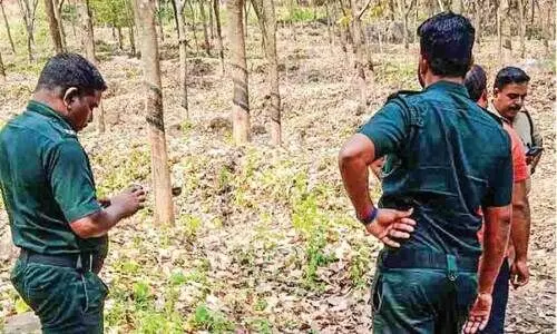 leopard menace leopard menace