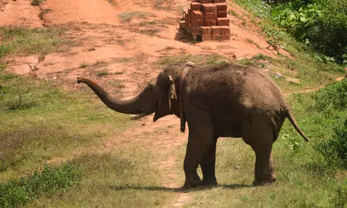 ഇന്നലെ നാടിനെ വിറപ്പിച്ചു; ഇന്ന് കണ്ണീർ കൊമ്പൻ