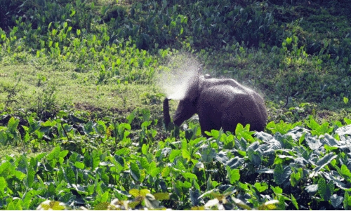 ഒരു പകൽ ഭീതിയിലാക്കി കാട്ടാന