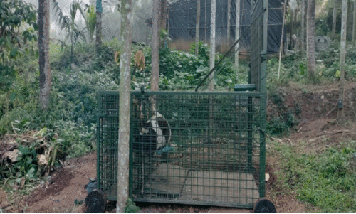 പു​ൽ​പ​ള്ളി​യി​ൽ വീ​ണ്ടും ക​ടു​വ​യി​റ​ങ്ങി