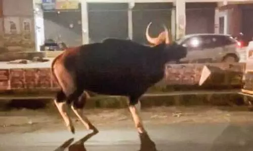 കാ​ട്ടു​പോ​ത്ത്