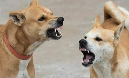 കൊ​ട്ടാ​ര​ക്ക​ര റെയിവേ സ്റ്റേഷൻ പരിസരം തെരുവ്നായ്​ക്കളുടെ വിഹാരകേന്ദ്രം