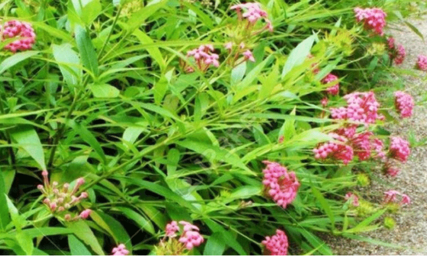 പിങ്ക്​ പൂക്കൾ വിരിയുന്ന പനാമ റോസ്​