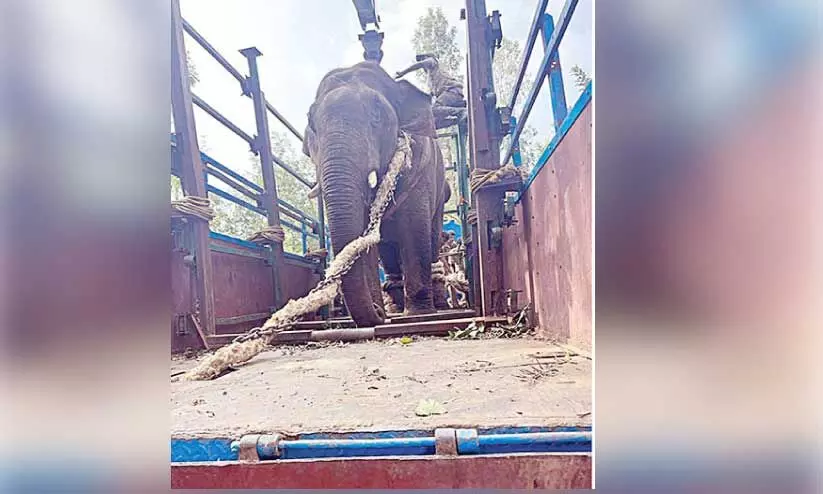 ത​ണ്ണീ​ർ​​കൊ​മ്പ​നെ മ​യ​ക്കു​വെ​ടി​വെ​ച്ചു ത​ള​ച്ച​ശേ​ഷം ലോ​റി​യി​ൽ ക​യ​റ്റു​ന്ന ദൃ​ശ്യം