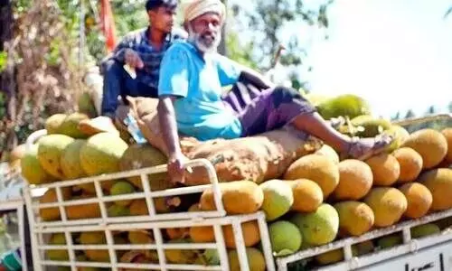 കണിച്ചാറിലെ കൃഷിയിടങ്ങളിൽ നിന്നും വിലക്കെടുത്ത ചക്കകളുമായി മടങ്ങുന്ന പെരുമ്പാവൂരിലെ വ്യാപാരി സംഘം