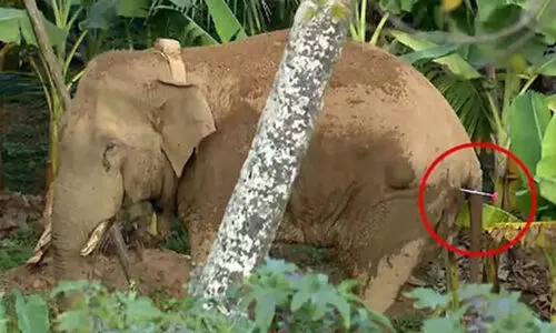 തണ്ണീർക്കൊമ്പന്റെ ശരീരത്തിൽ പെല്ലറ്റ് പാടുകൾ