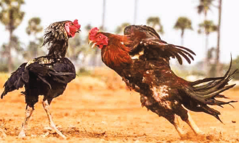 നിരോധനം പേരിൽ മാത്രം; കോഴിപ്പോര് വ്യാപകം