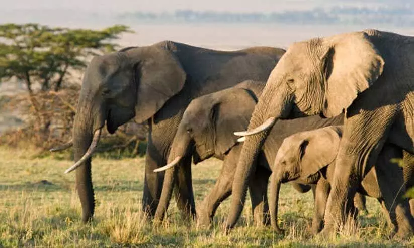 wild elephants
