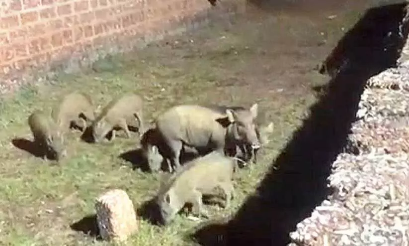 പന്നിക്കൂട്ടം പന്നിക്കൂട്ടം