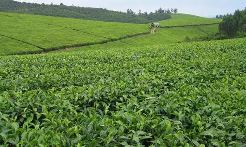 വിദേശ തോട്ടം ഭൂമി: പാട്ടം പിരിക്കാൻ ബജറ്റിൽ നിർദേശം വിദേശ തോട്ടം ഭൂമി: പാട്ടം പിരിക്കാൻ ബജറ്റിൽ നിർദേശം