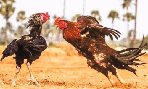 നിരോധനം പേരിൽ മാത്രം; കോഴിപ്പോര് വ്യാപകം