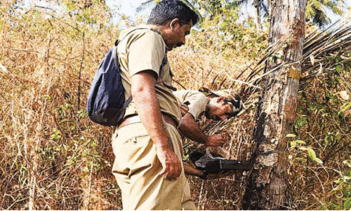 മാറുമോ പുലിഭീതി? മാറുമോ പുലിഭീതി?