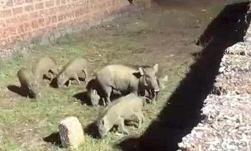 പ​ന്നി​ക്കൂ​ട്ടം