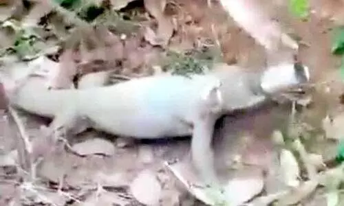 ഉ​ടു​മ്പ്