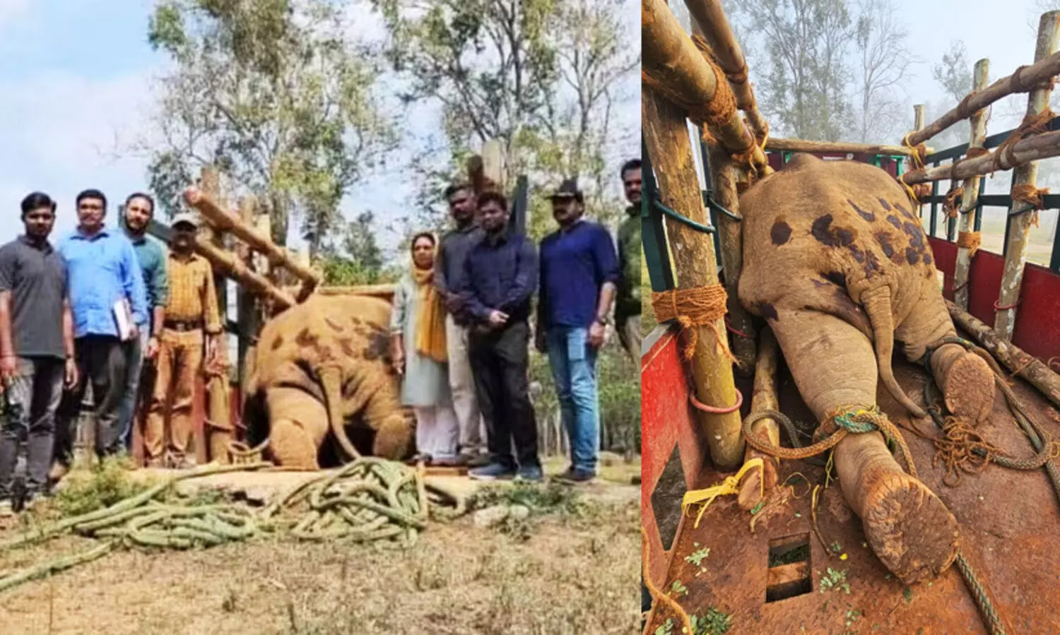 wild elephanst Thanneer Komban