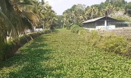 കോലറയാർ കോലറയാർ