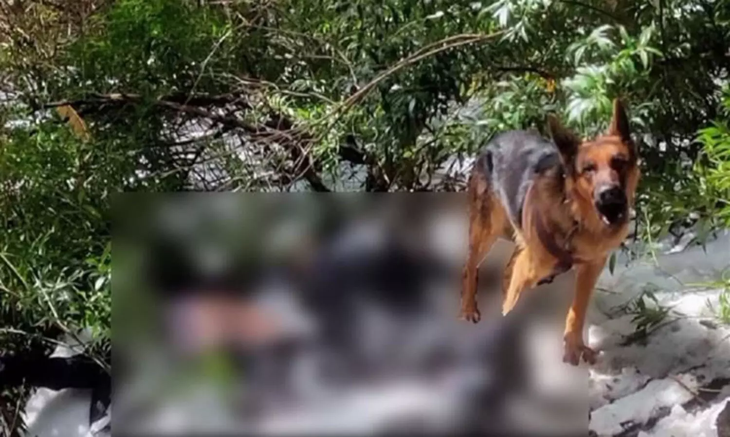 തണുത്തുറഞ്ഞ മഞ്ഞിൽ മൃതദേഹങ്ങൾക്ക് രണ്ടു ദിവസം കാവലിരുന്ന് ‘ആൽഫ’