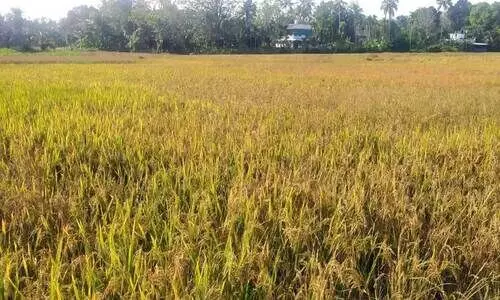 ക​ടും​കു​റ്റി​പാ​ടം