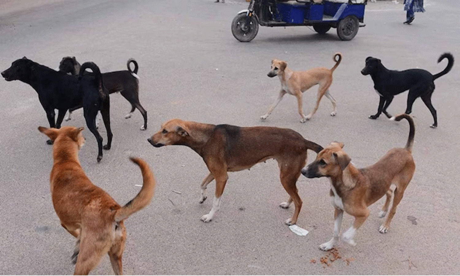 തെരുവുനായ്​: എ.ബി.സി പദ്ധതി പുനരാരംഭിക്കാൻ നടപടിയില്ല