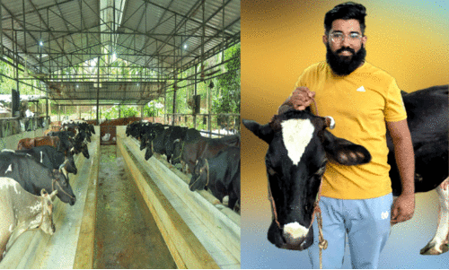 പ​ശു​ വ​ള​ർ​ത്ത​ലി​ലെ പ്ര​ഫ​ഷ​ന​ൽ ട​ച്ച്